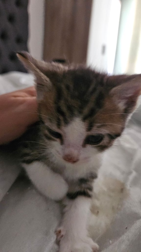 Kittens for sale 150