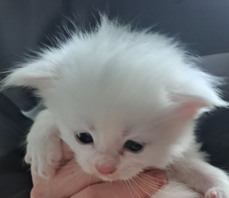 Beautiful Maine coon kittens