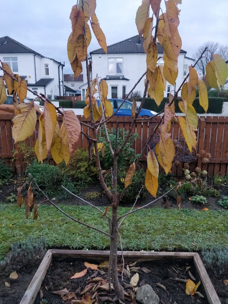 Cherry tree  * PENDING COLLECTION*