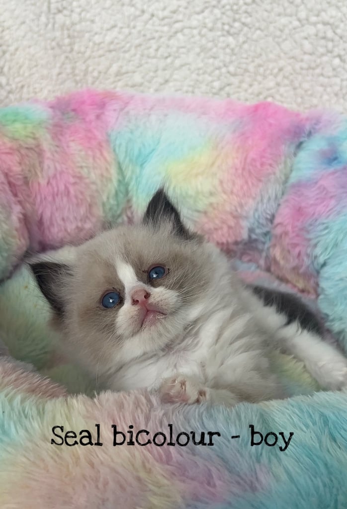 Registered ragdoll kittens 