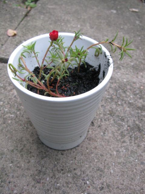 image for Moss-rose purslane plant