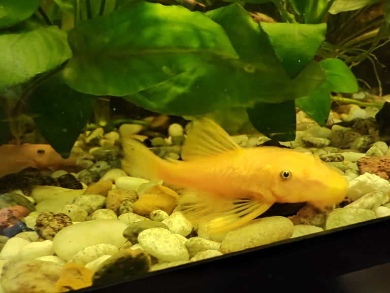 Tropical fish guppy and bristlenose pleco 