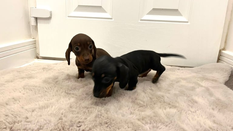 2 Miniature Dachshund Girl Puppies