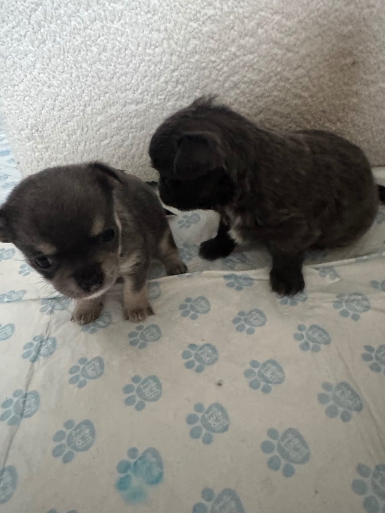 Beautiful Teddy Bear chihuahua looking for his forever home 