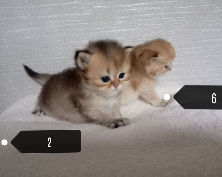 x4 Pedigree British Longhair & x2 British Shorthair Blue Golden & GoldenKittens 