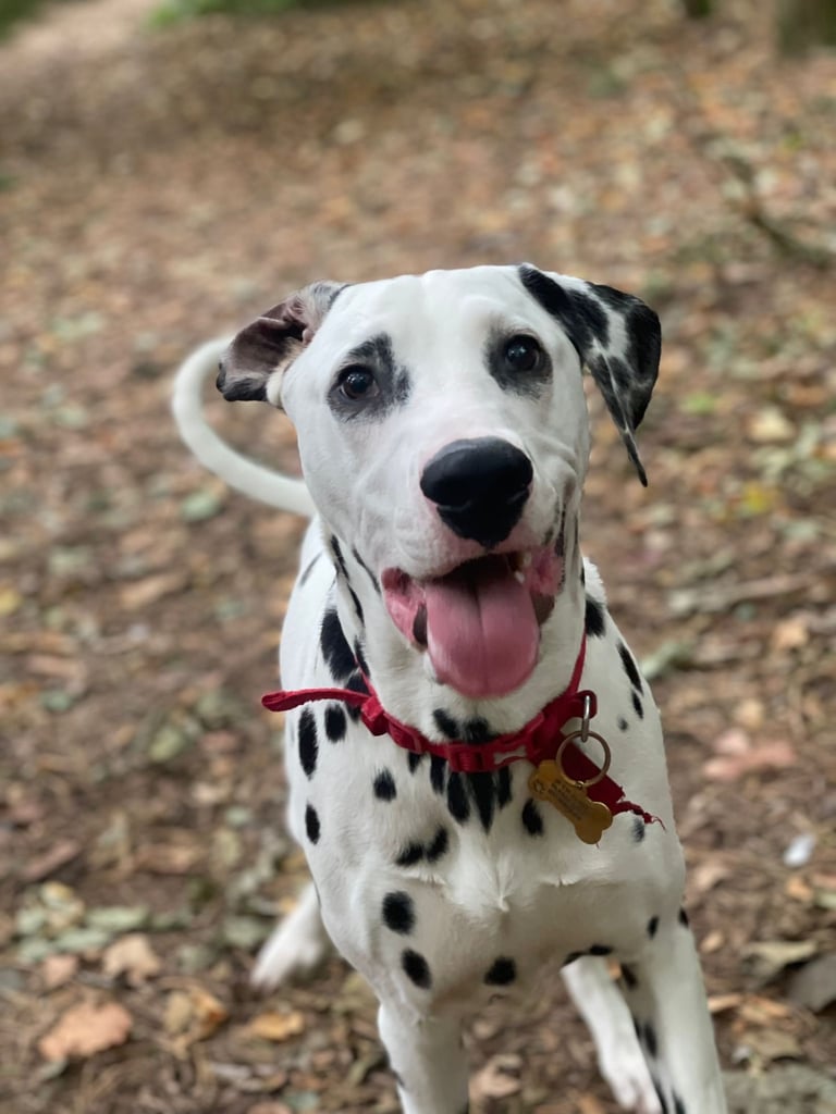 Dalmatian Looking for a loving home ASAP