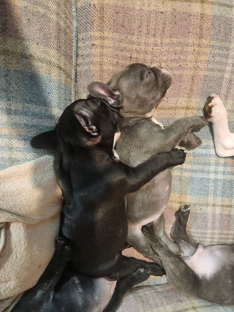 French Bulldog Puppies