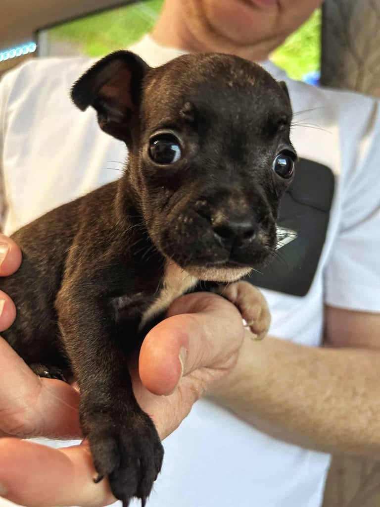 French Bulldog x Staffy - Puppies ( Price Reduced 4 LEFT )