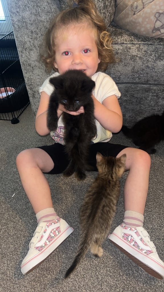 4 kittens 