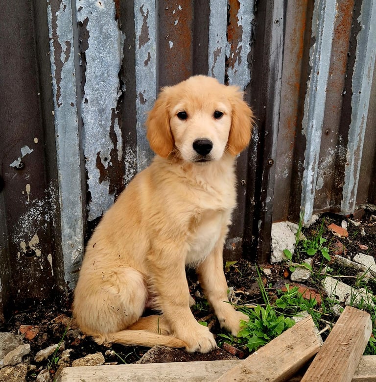Beautiful retrievers ready to leave noww. 