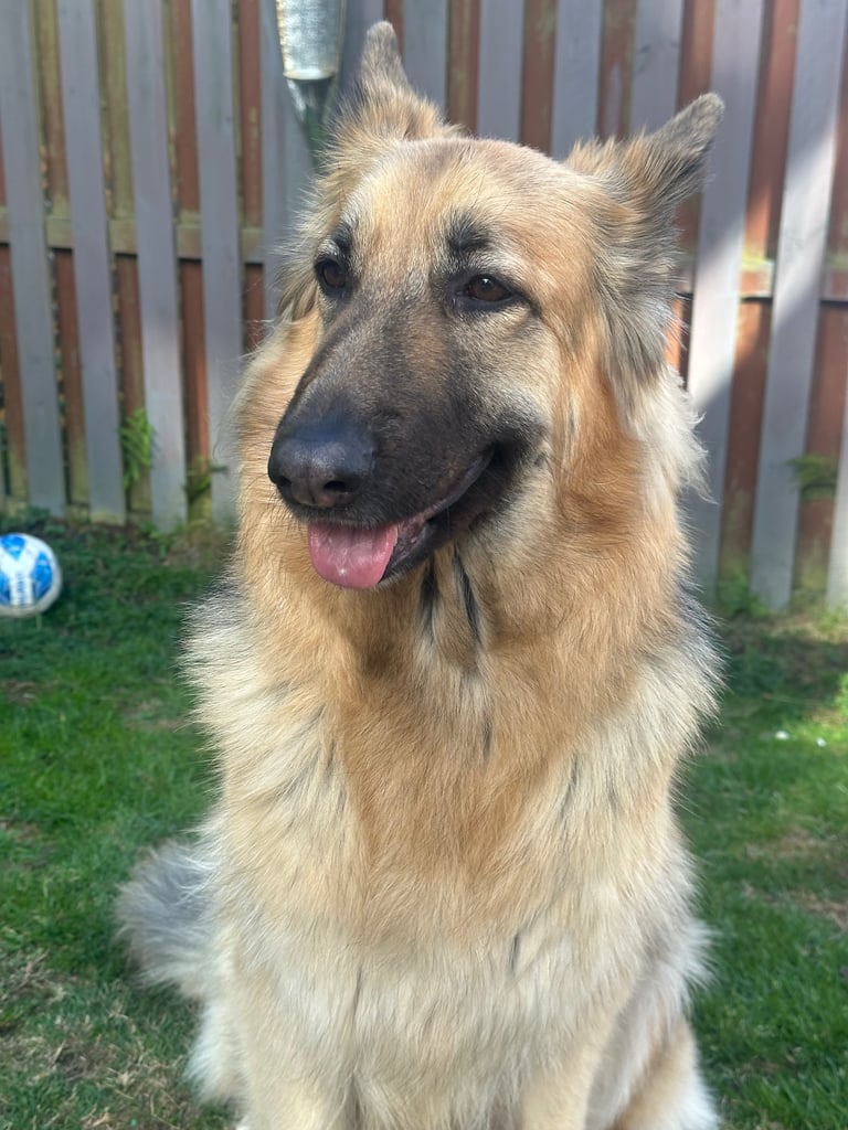 German Shepherd forever home needed