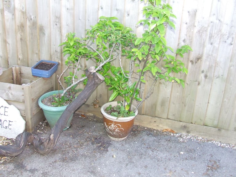 TREES/shrubs/plants in pots from £5 .
