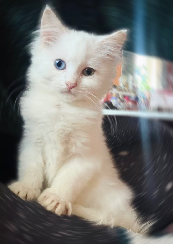 Persian kitten 