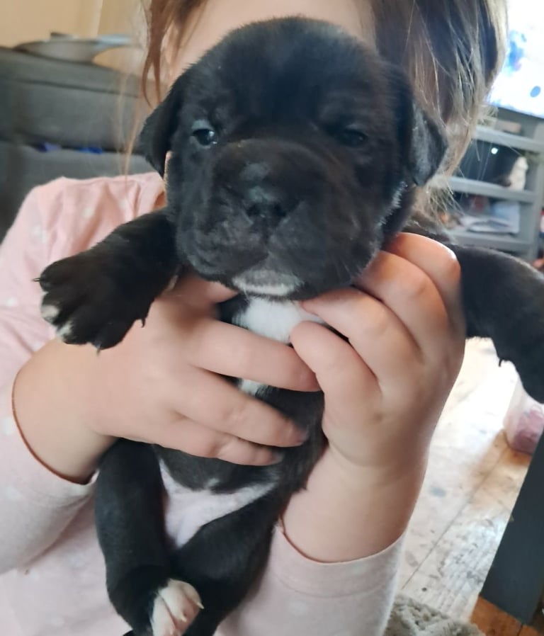 Frenchbulldog cross puppies 5 left 