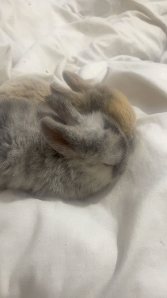 Bunnys ready to leave now 