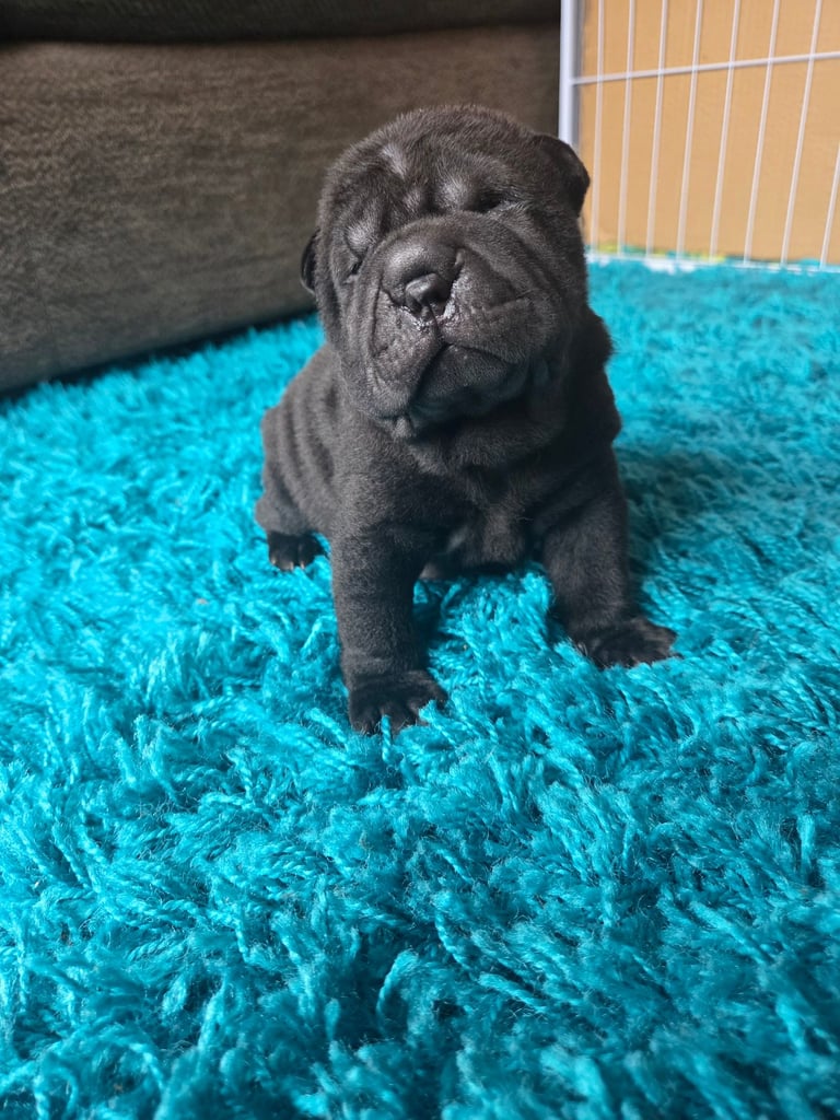 ❤️ shar pei puppies ❤️ 