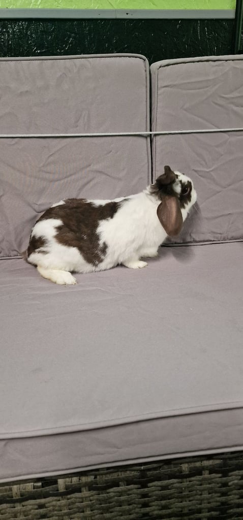 MINI LOP FEMALE RABBIT 