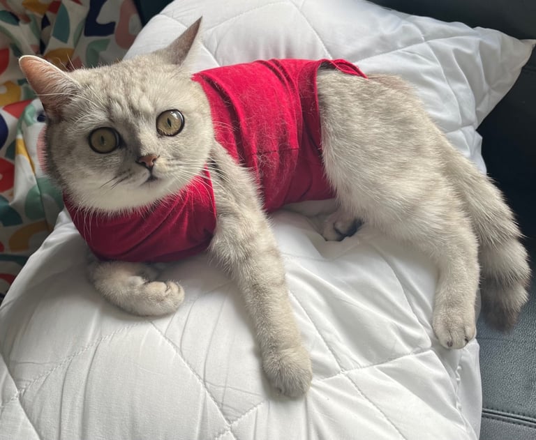 8week old British short hair 