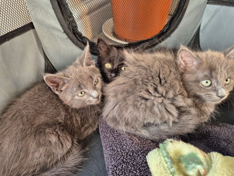image for Kittens for sale