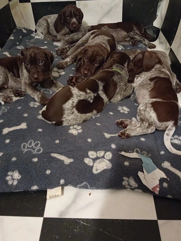 image for Amazing Pointer Puppies For Sale Excellent Pedigree