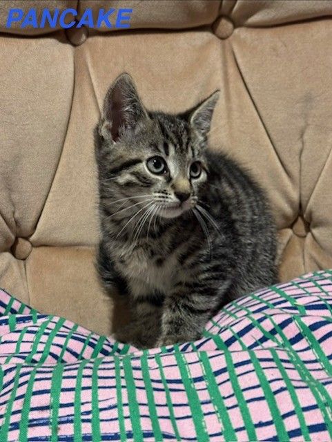 Kittens x1 Boy x2 Girls *1 GIRL LEFT*