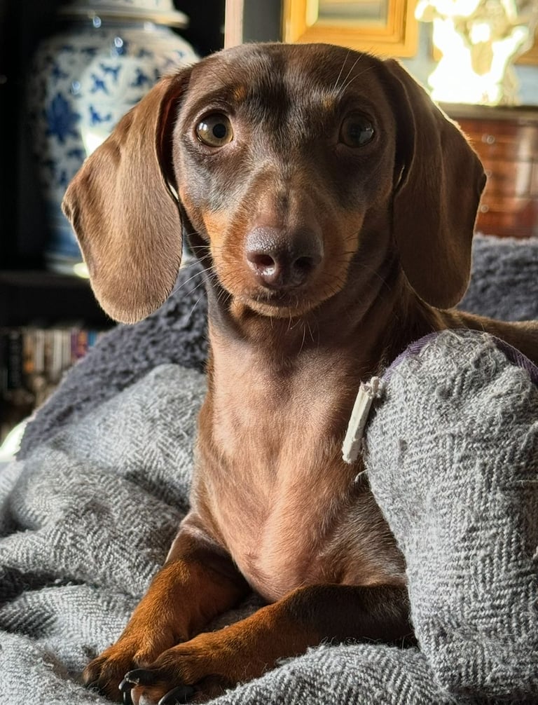Miniature Dachshund Puppies   **Ready soon**