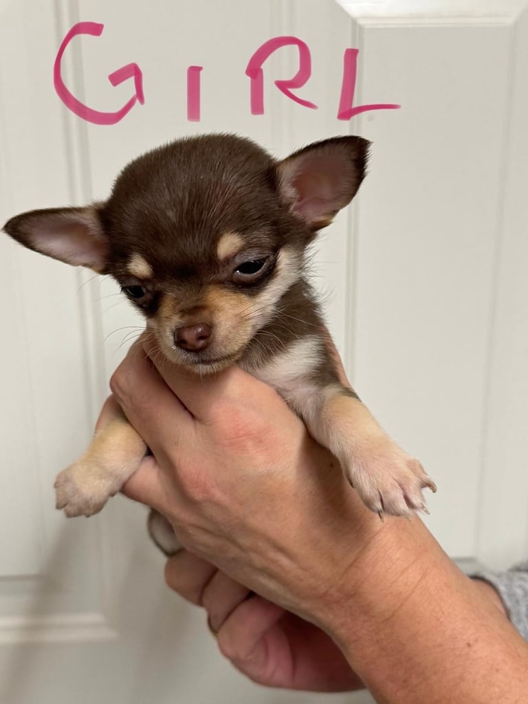  2 tiny female chihuahuas 