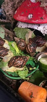 Feeder snails or pet snails