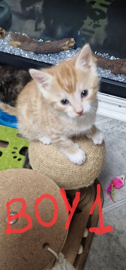 image for 2 ginger boys and 2 mix girls