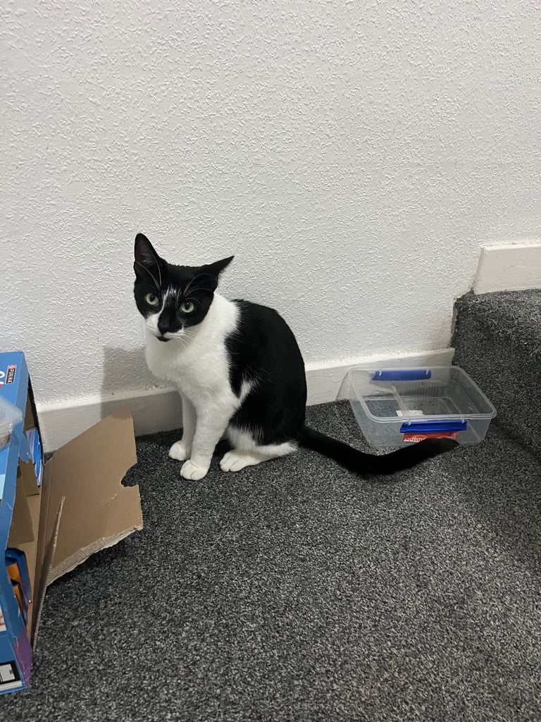 2 black and white cats 