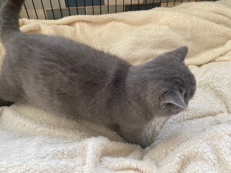 British shorthair kitten