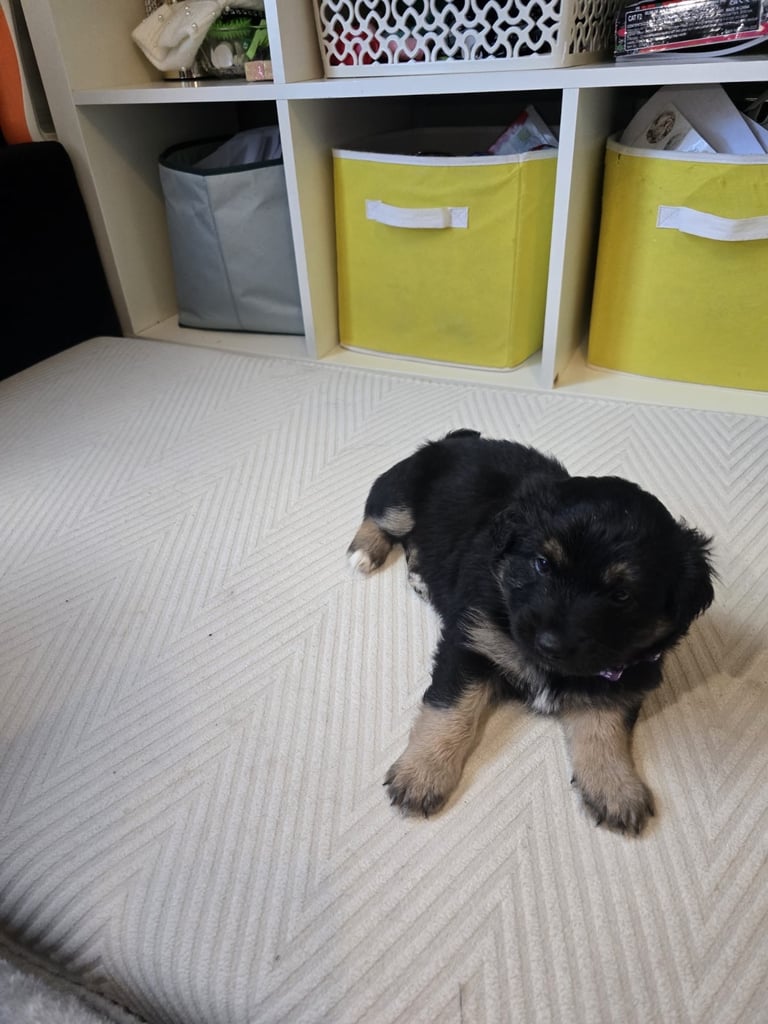 Goldador x Labrottie Miniature Puppies for Sale 