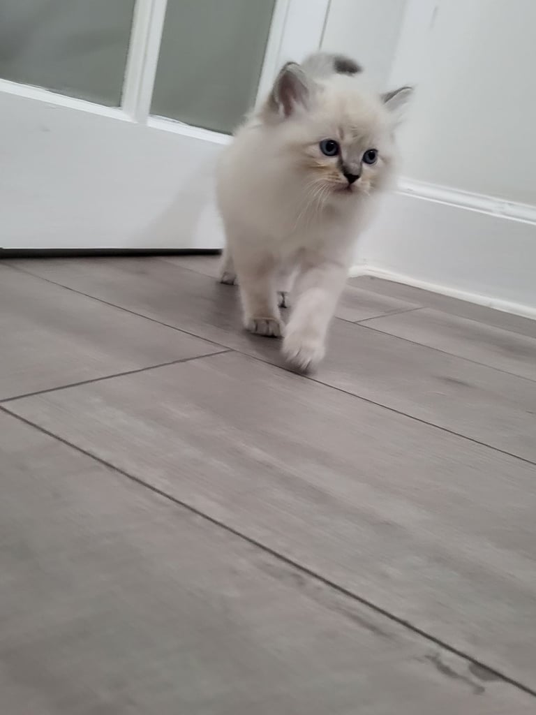 Ragdoll kittens 