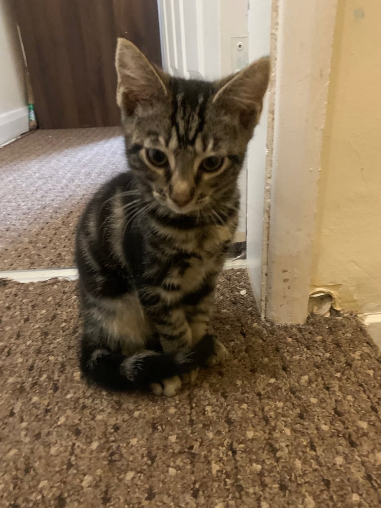 Adorable kitten for sale