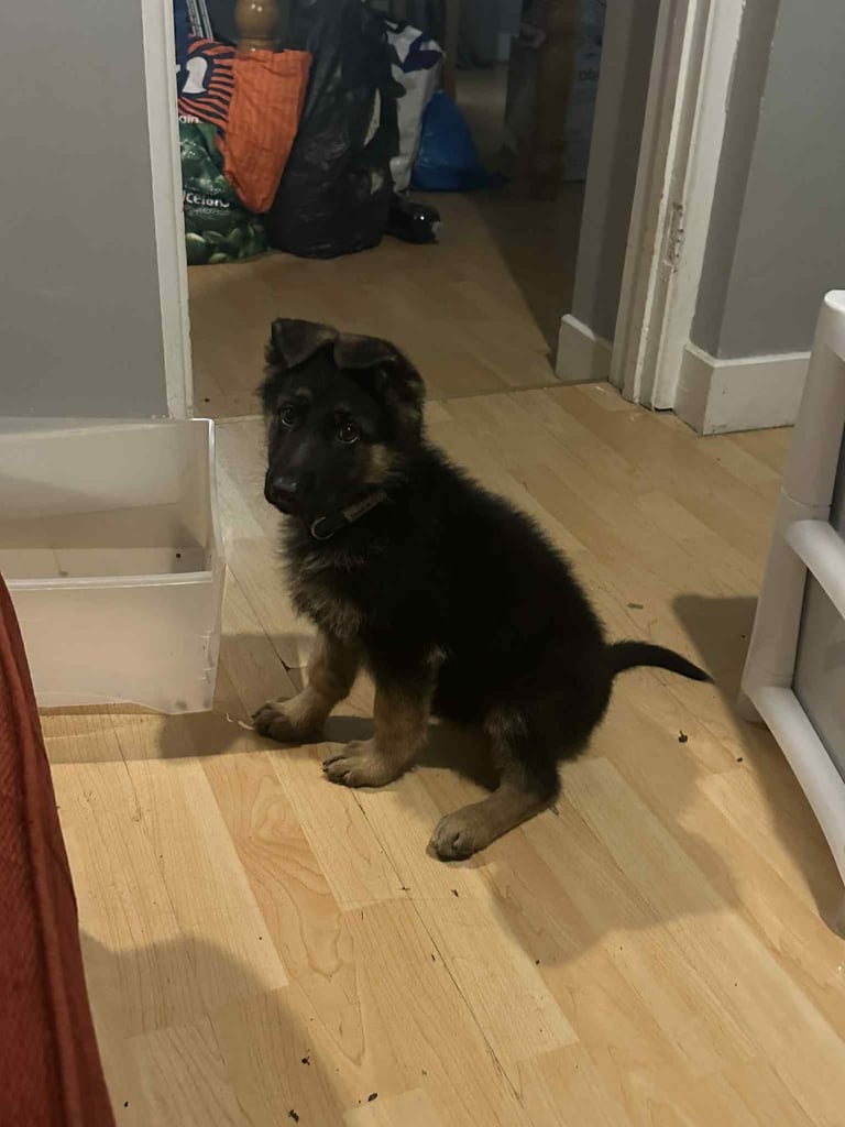 image for German Shepherd 