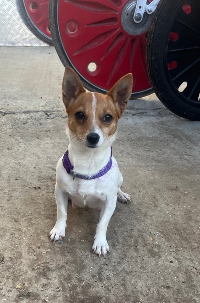 Gorgeous Wired Haired Terrier Boy Puppy
