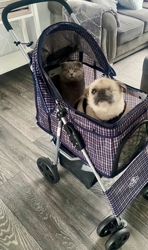 Dog Pram Compact Foldable Puppy Cat Buggy Manchester Stroller
