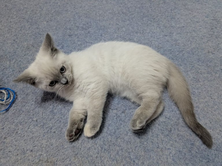 Ragdoll and British shorthair mixed breed 