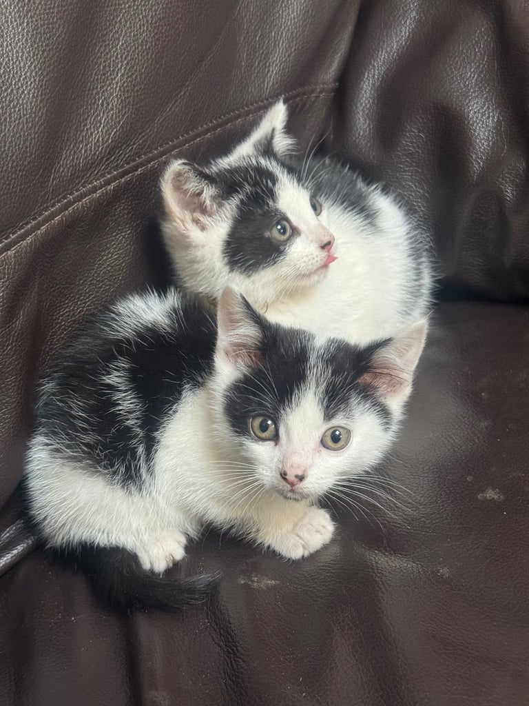 Two nice kittens boys for sale