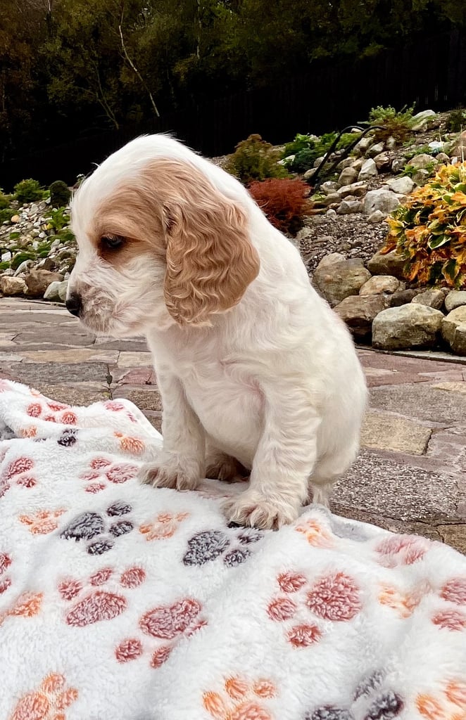 Cocker Spaniel pups 🐶 Looking for Forever Homes🐶