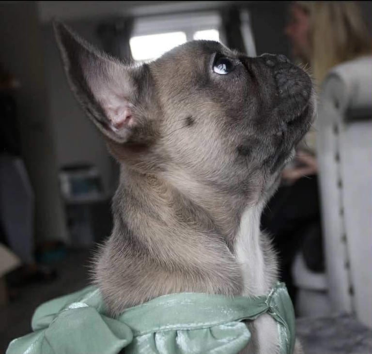 French Bulldog Puppies 