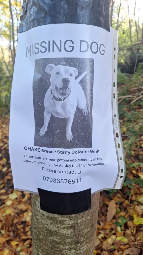 image for Missing dog help