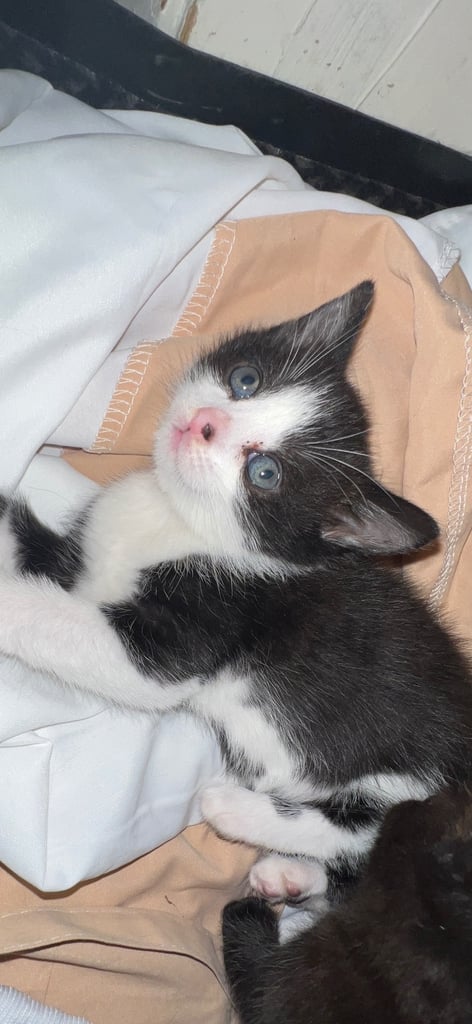 Female cat