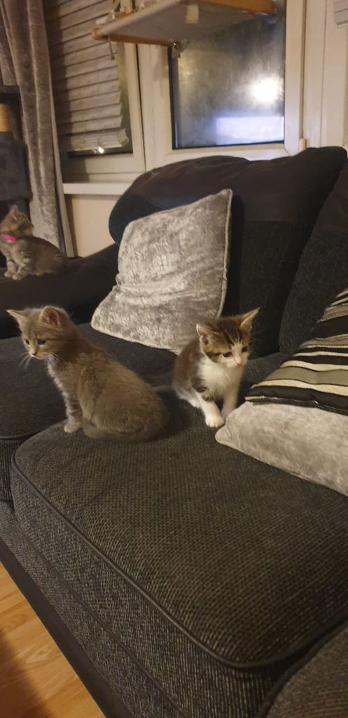 Maine coon kittens 