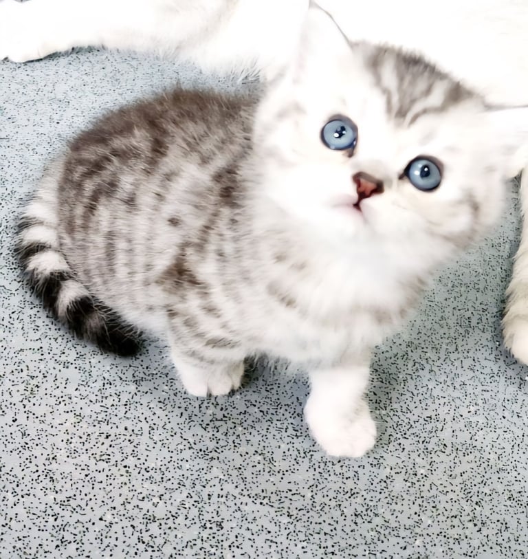 British Shorthair Cats Kittens for Sale in West Yorkshire Gumtree