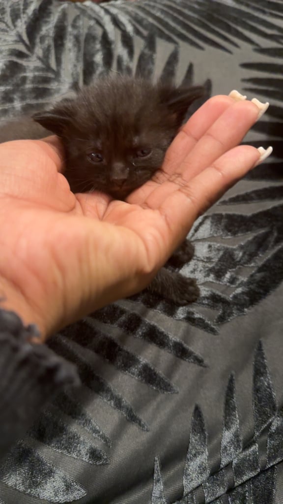 Kittens for sale £100