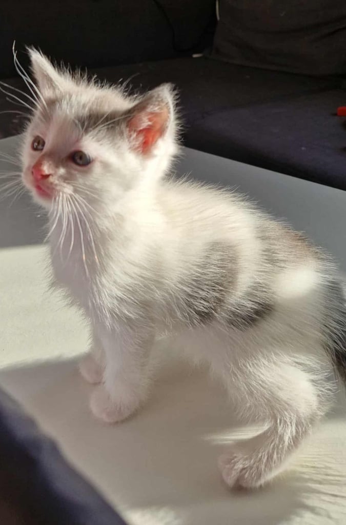 Ragdoll x Calico Kittens