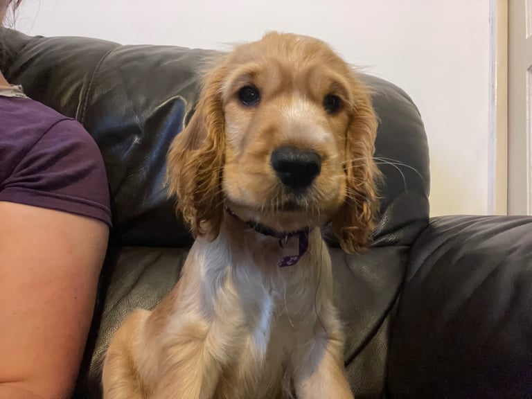 Cocker spaniel puppies 