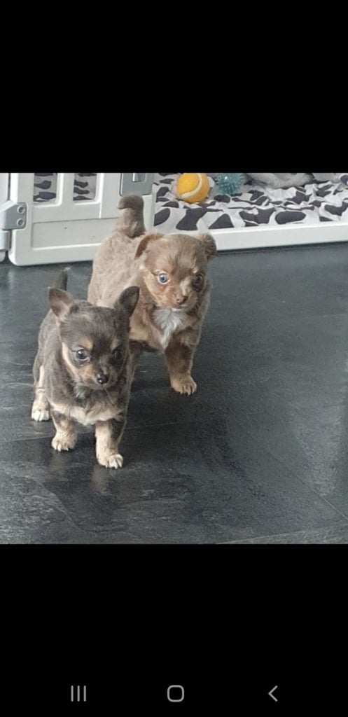 Long haired chihuahua puppys £1100