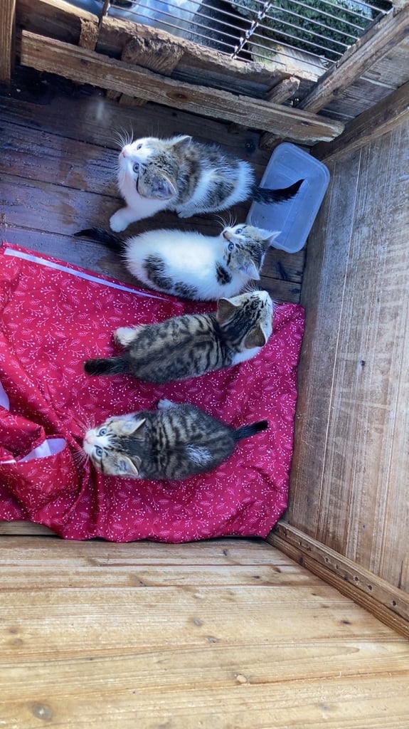 8 week old kittens 